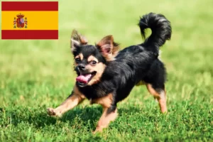 Read more about the article İspanya’da Chihuahua yetiştiricileri ve köpek yavruları