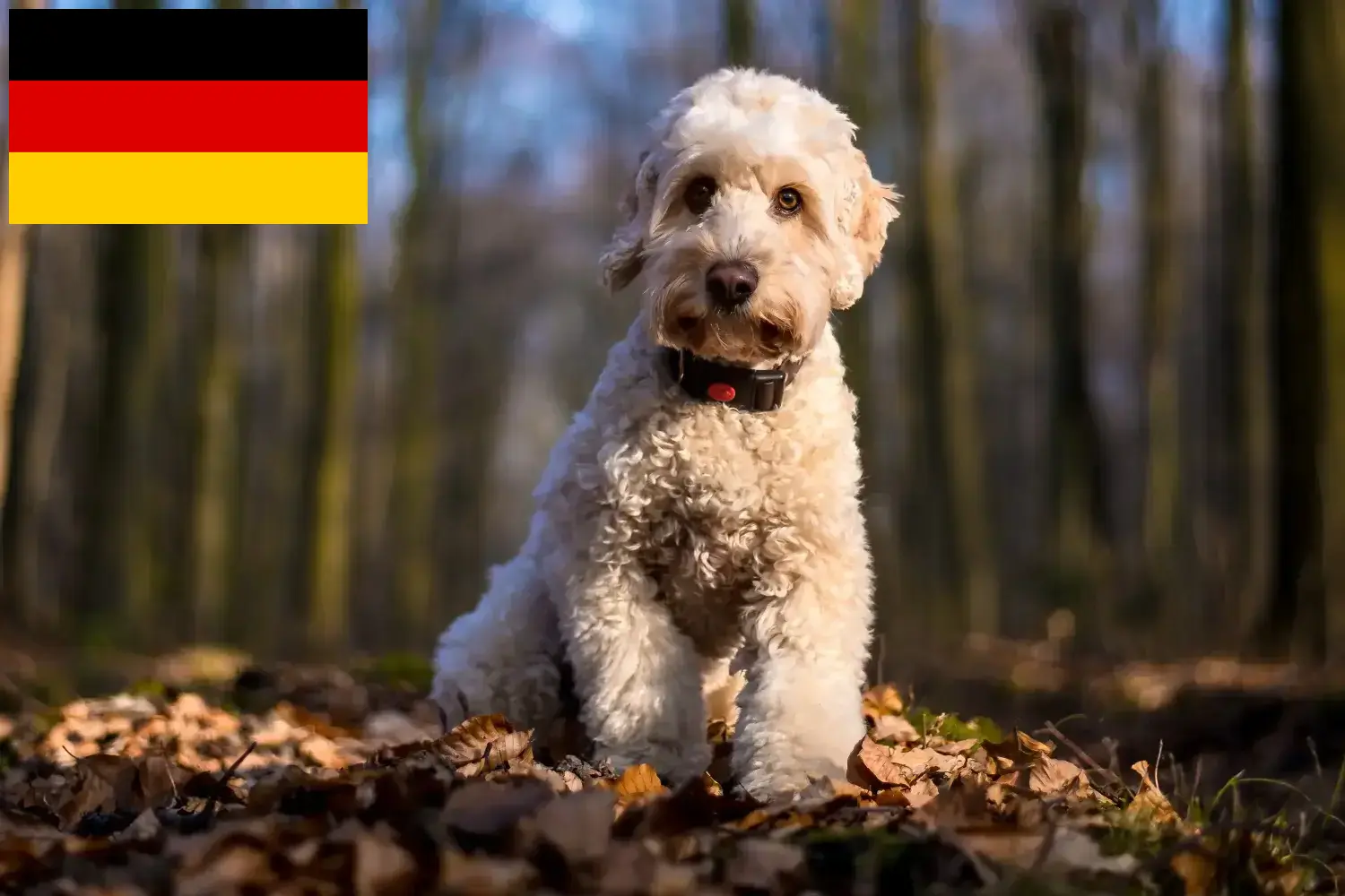 Read more about the article Almanya’da Cockapoo yetiştiricileri ve yavru köpekler