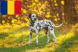 Read more about the article Romanya’daki Dalmaçyalı yetiştiricileri ve köpek yavruları