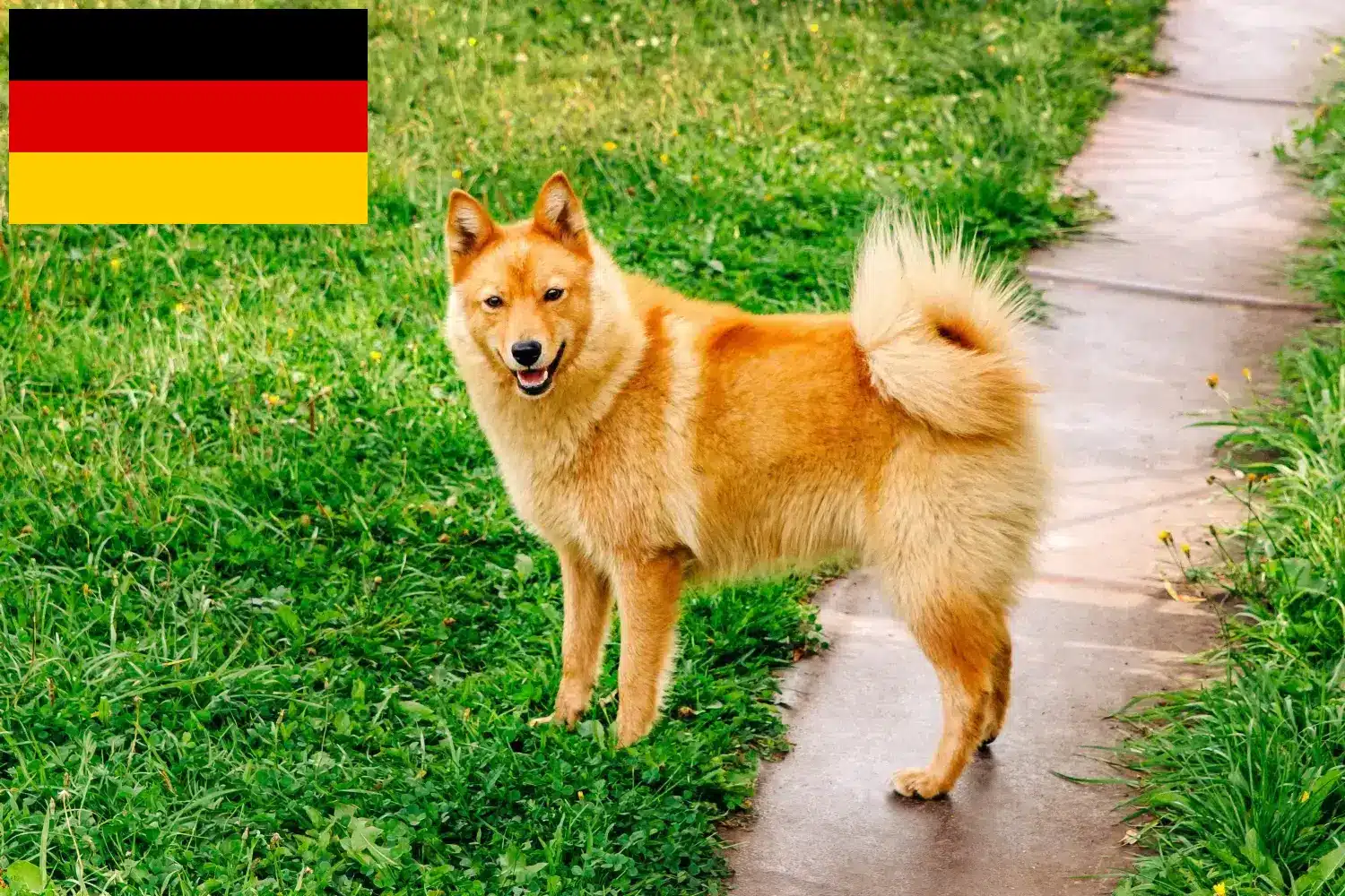Read more about the article Almanya’da Finnenspitz yetiştiricileri ve yavru köpekler