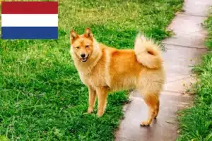 Read more about the article Hollanda’da Finnspitz yetiştiricileri ve yavru köpekler