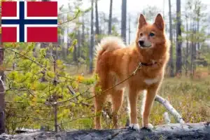 Read more about the article Norveç’te Finnspitz yetiştiricileri ve köpek yavruları