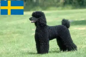 Read more about the article İsveç’te kaniş yetiştiricileri ve köpek yavruları
