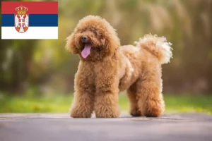 Read more about the article Sırbistan’da kaniş yetiştiricileri ve köpek yavruları