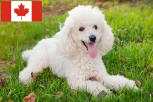 Read more about the article Kanada’daki kaniş yetiştiricileri ve köpek yavruları