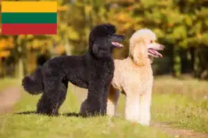 Read more about the article Litvanya’daki kaniş yetiştiricileri ve köpek yavruları