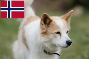 Read more about the article Norveç’te Norrbottenspitz yetiştiricileri ve köpek yavruları