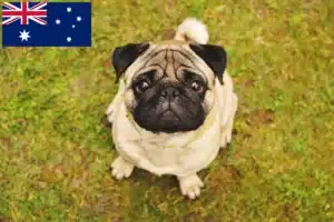 Read more about the article Avustralya’daki Pug yetiştiricileri ve yavru köpekler