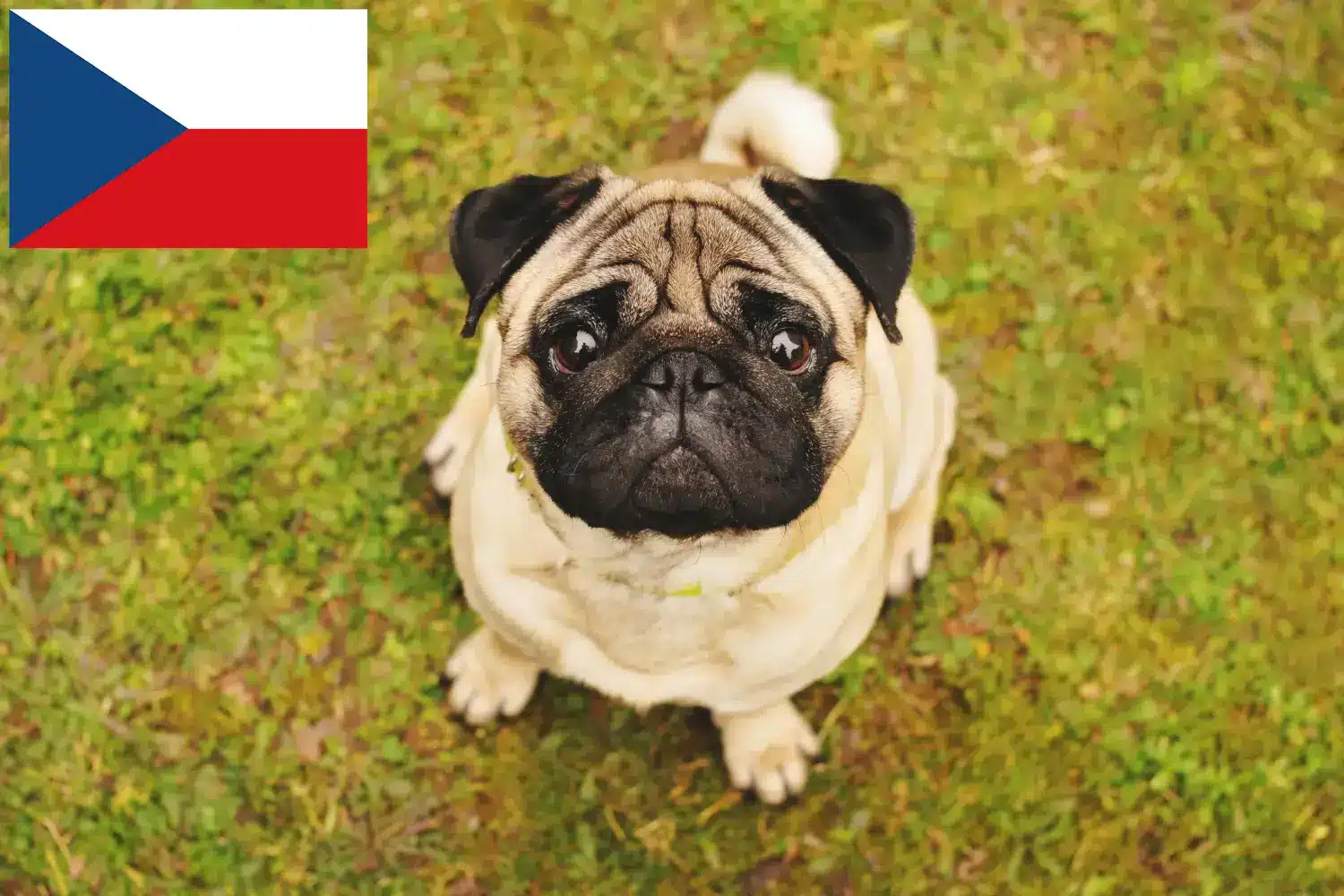 Read more about the article Çek Cumhuriyeti’ndeki Pug yetiştiricileri ve yavru köpekler