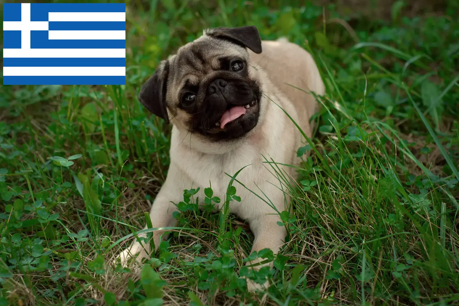 Read more about the article Yunanistan’da Pug yetiştiricileri ve yavru köpekler