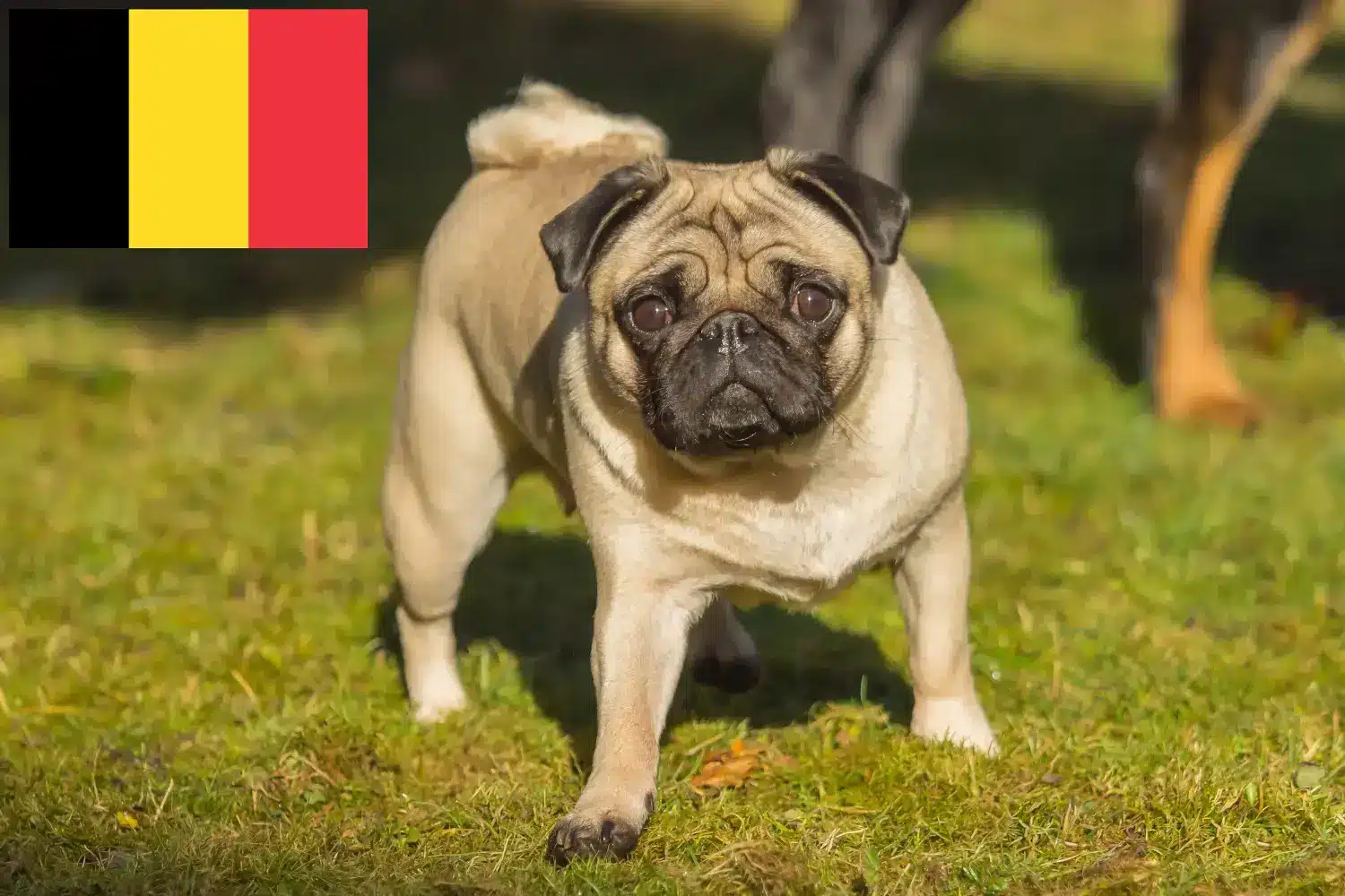 Read more about the article Belçika’da Pug yetiştiricileri ve köpek yavruları