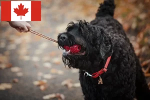 Read more about the article Kanada’da Russian Black Terrier Yetiştiricisi ve Yavruları