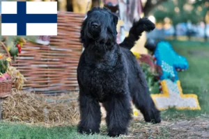 Read more about the article Finlandiya’da Russian Black Terrier Yetiştiricisi ve Yavruları