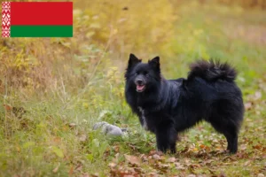 Read more about the article Beyaz Rusya’da Spitz yetiştiricileri ve köpek yavruları