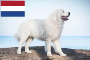Read more about the article Hollanda’da Tatra Çoban Köpeği yetiştiricileri ve yavruları