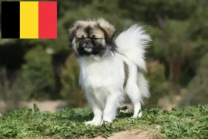 Read more about the article Belçika’da Tibet Spanieli yetiştiricileri ve köpek yavruları