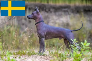 Read more about the article İsveç’te Xolo yetiştiricileri ve yavru köpekler