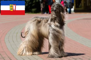 Read more about the article Schleswig-Holstein’da Afgan tazısı yetiştiricileri ve köpek yavruları