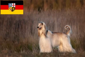 Read more about the article Saarland’da Afgan tazısı yetiştiricileri ve köpek yavruları