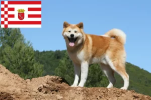 Read more about the article Bremen’de Akita yetiştiricileri ve yavru köpekler