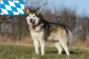 Read more about the article Bavyera’da Alaskan Malamute yetiştiricileri ve köpek yavruları