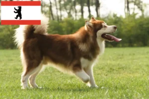 Read more about the article Berlin’de Alaskan Malamute yetiştiricileri ve köpek yavruları