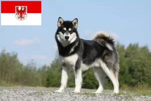 Read more about the article Brandenburg’da Alaskan Malamute yetiştiricileri ve köpek yavruları