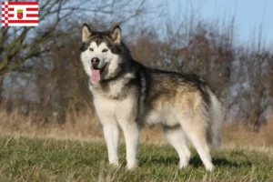 Read more about the article Bremen’de Alaskan Malamute yetiştiricileri ve köpek yavruları