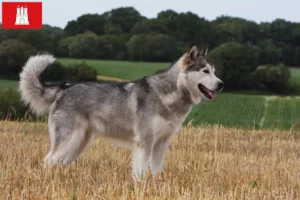 Read more about the article Hamburg’da Alaskan Malamute yetiştiricileri ve köpek yavruları