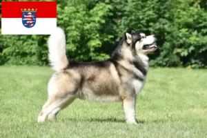 Read more about the article Hessen’de Alaskan Malamute yetiştiricileri ve köpek yavruları