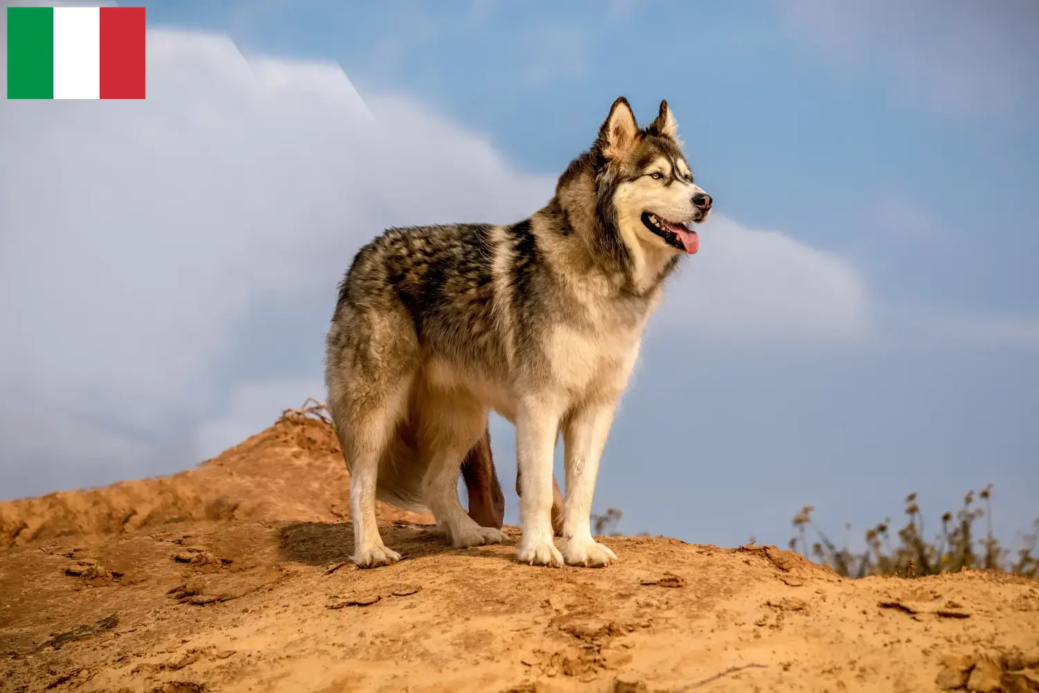 Read more about the article İtalya’da Alaskan Malamute yetiştiricileri ve köpek yavruları