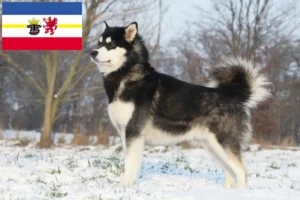 Read more about the article Mecklenburg-Vorpommern’de Alaskan Malamute yetiştiricileri ve köpek yavruları