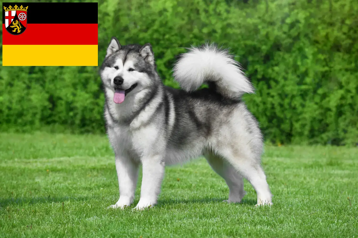 Read more about the article Rheinland-Pfalz’da Alaskan Malamute yetiştiricileri ve köpek yavruları