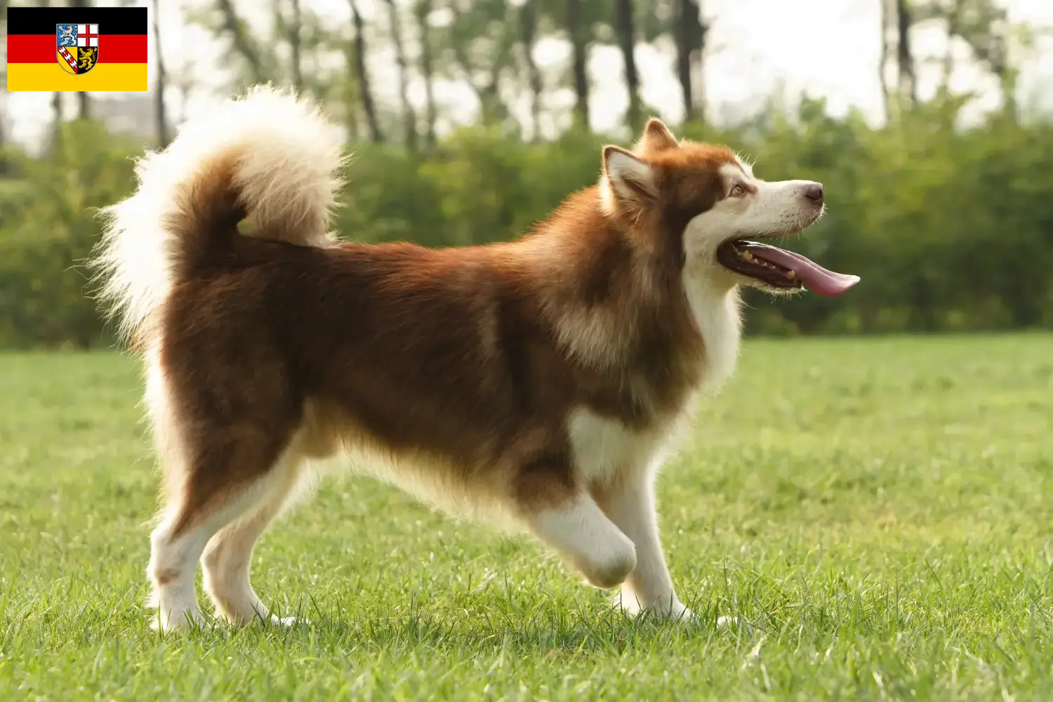 Read more about the article Saarland’da Alaskan Malamute yetiştiricileri ve köpek yavruları