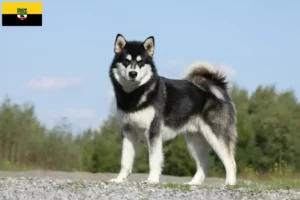 Read more about the article Saxony-Anhalt’da Alaskan Malamute yetiştiricileri ve köpek yavruları