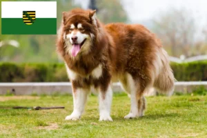 Read more about the article Saksonya’da Alaskan Malamute yetiştiricileri ve köpek yavruları