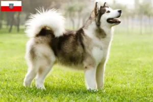 Read more about the article Thüringen’de Alaskan Malamute yetiştiricileri ve köpek yavruları