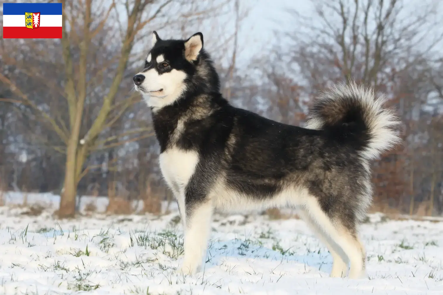 Read more about the article Schleswig-Holstein’da Alaskan Malamute yetiştiricileri ve köpek yavruları