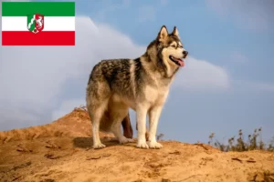 Read more about the article Kuzey Ren-Vestfalya’da Alaskan Malamute yetiştiricileri ve köpek yavruları