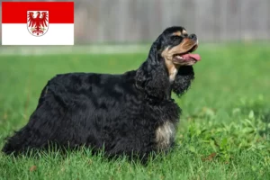 Read more about the article Brandenburg’da Amerikan Cocker Spaniel yetiştiricileri ve köpek yavruları