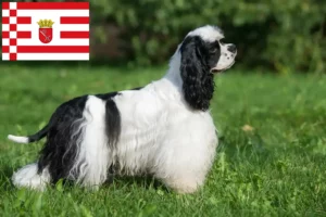 Read more about the article Bremen’de Amerikan Cocker Spaniel yetiştiricisi ve köpek yavruları