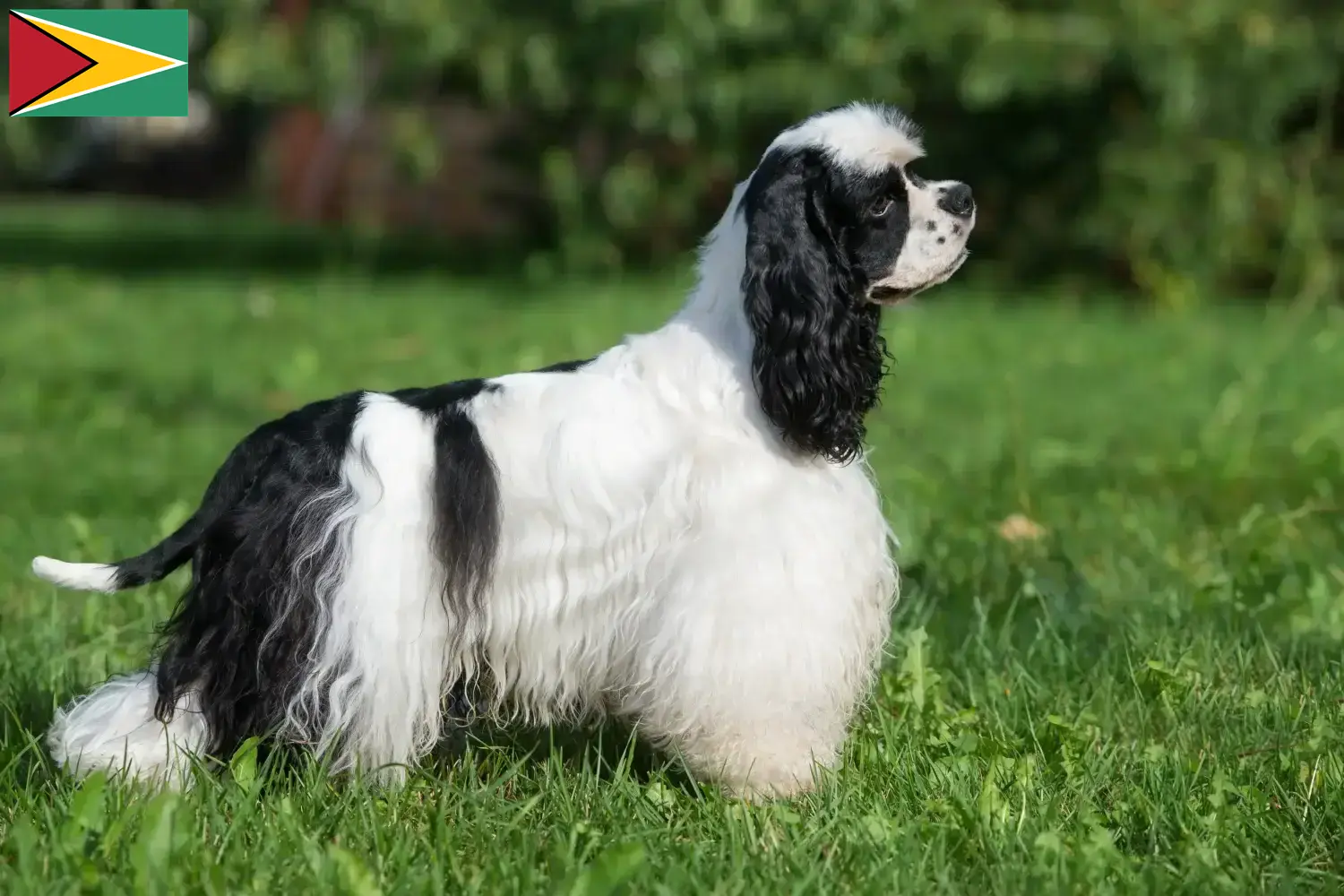 Read more about the article Guyana’da Amerikan Cocker Spaniel yetiştiricileri ve köpek yavruları