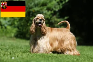 Read more about the article Rheinland-Pfalz’da Amerikan Cocker Spaniel yetiştiricileri ve köpek yavruları