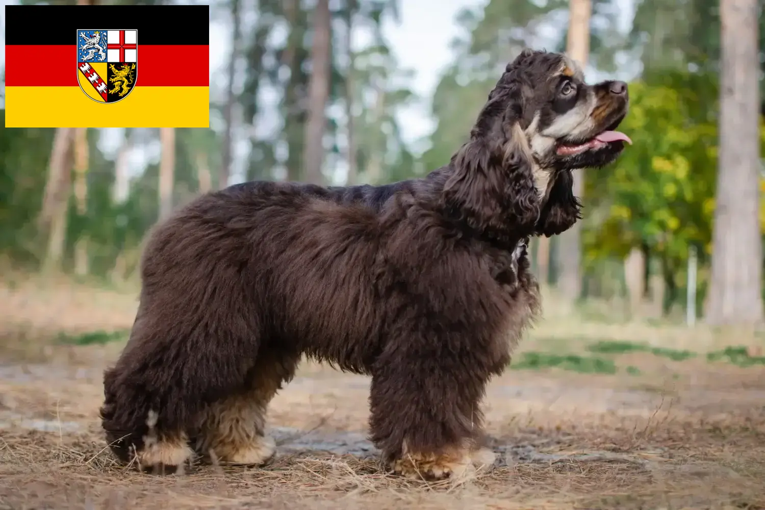 Read more about the article Saarland’da Amerikan Cocker Spaniel yetiştiricileri ve köpek yavruları