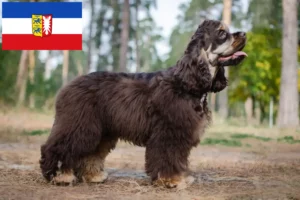 Read more about the article Schleswig-Holstein’da Amerikan Cocker Spaniel yetiştiricileri ve köpek yavruları