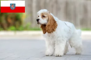 Read more about the article Thüringen’de Amerikan Cocker Spaniel yetiştiricileri ve köpek yavruları