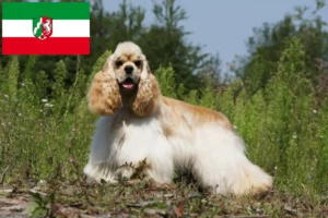 Read more about the article Kuzey Ren-Vestfalya’da Amerikan Cocker Spaniel yetiştiricileri ve köpek yavruları