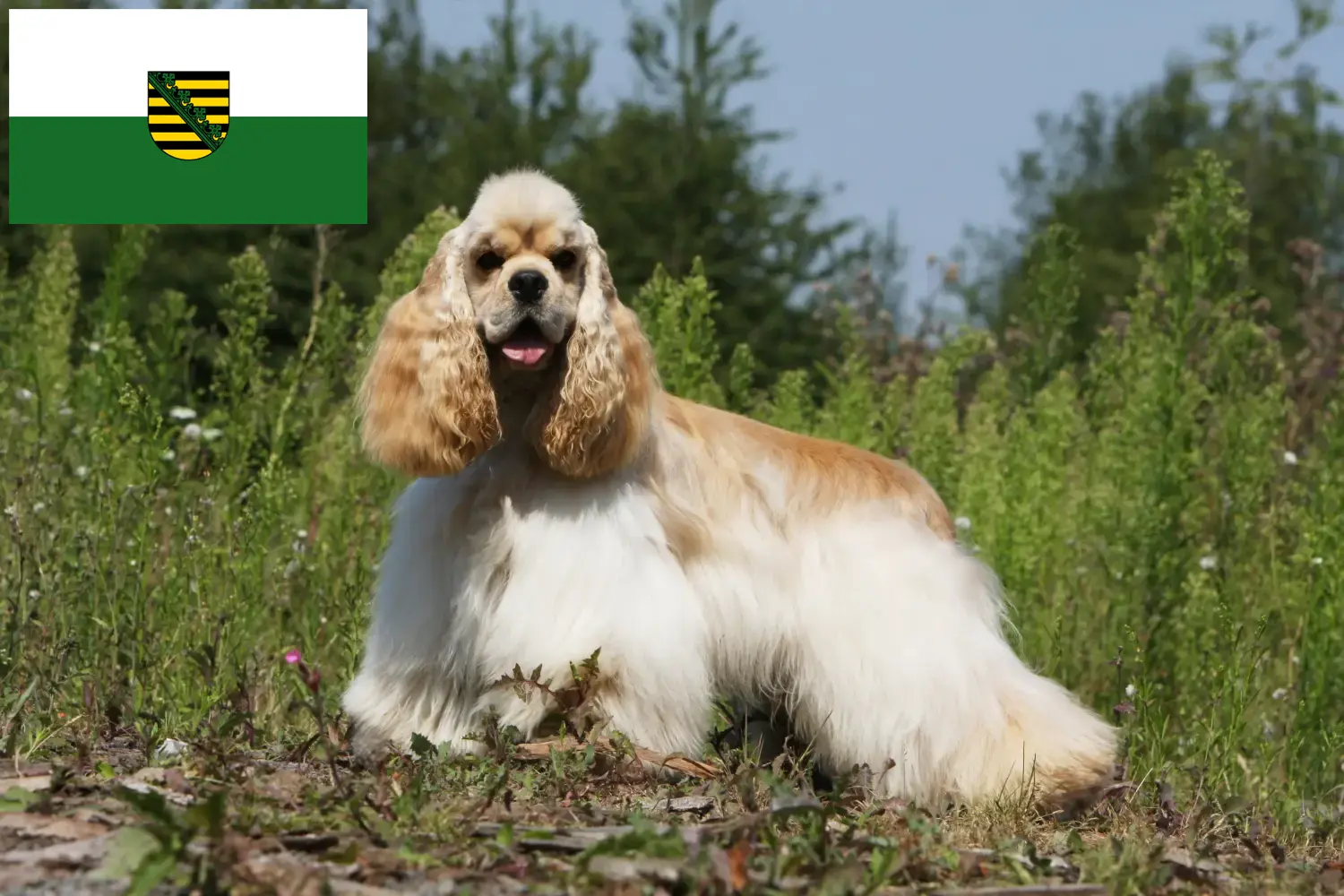 Read more about the article Saksonya’da Amerikan Cocker Spaniel yetiştiricileri ve köpek yavruları