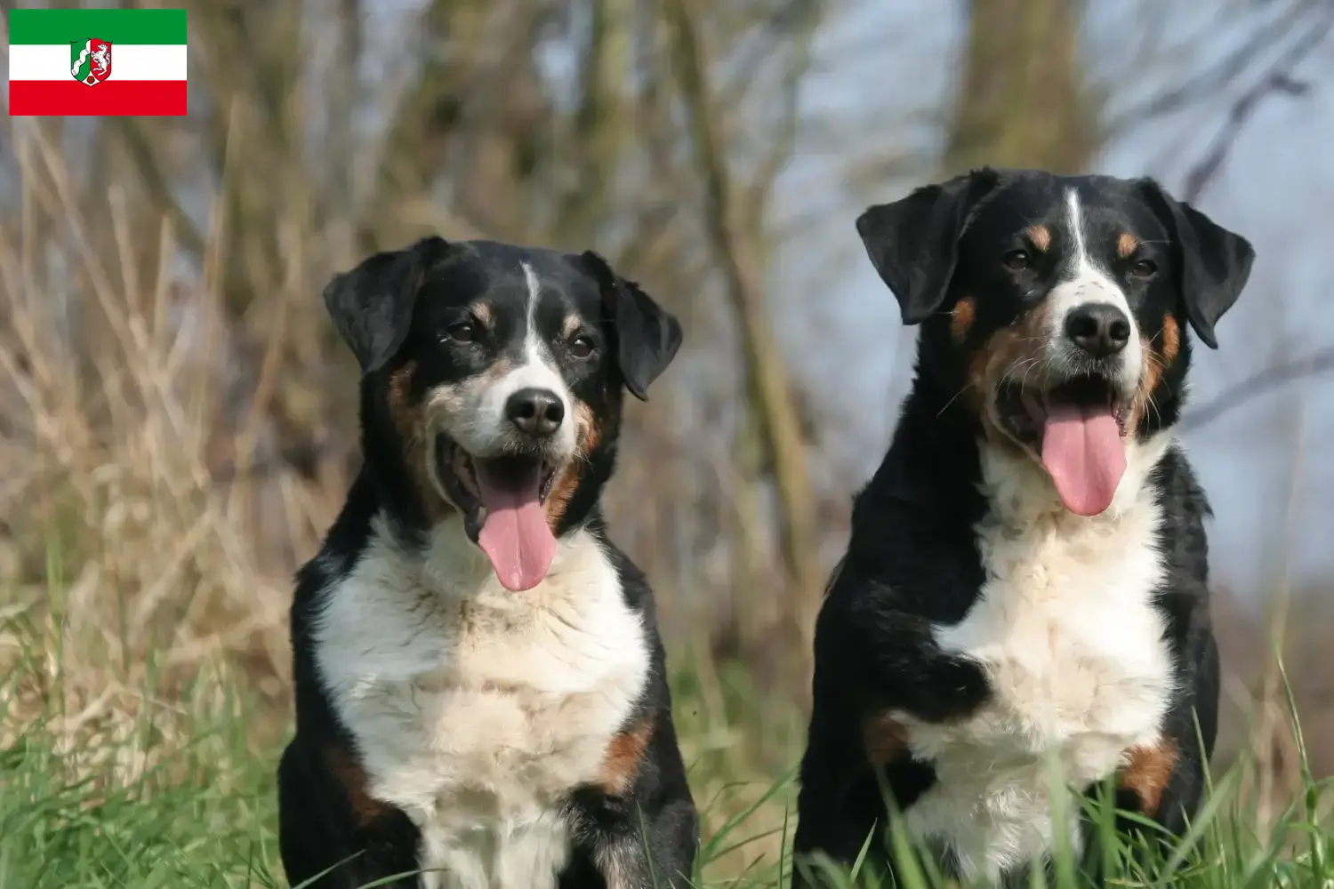 Read more about the article Kuzey Ren-Vestfalya’da Appenzell Dağ Köpeği Yetiştiricisi ve Yavruları