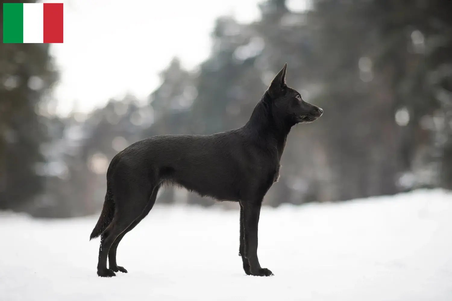 Read more about the article İtalya’da Avustralya Kelpisi yetiştiricileri ve köpek yavruları